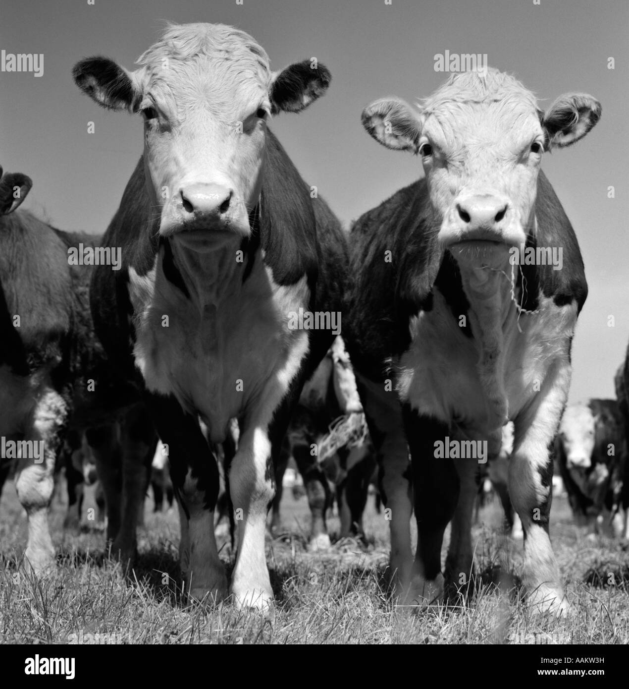 Années 1950 DEUX BOVINS HEREFORD STANDING LOOKING AT CAMERA EYE CONTACT Banque D'Images