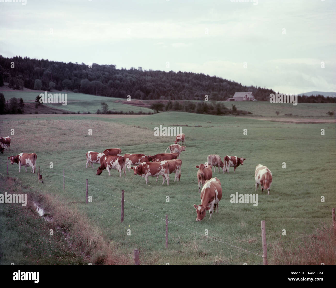 1950 TROUPEAU DE VACHES GUERNESEY EN VERT PÂTURAGE FERME CLÔTURE ÉLECTRIQUE Banque D'Images