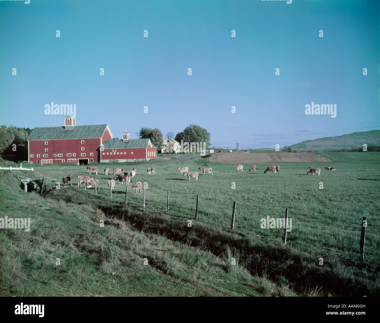 Troupeau de bovins HYDE PARK VT Banque D'Images