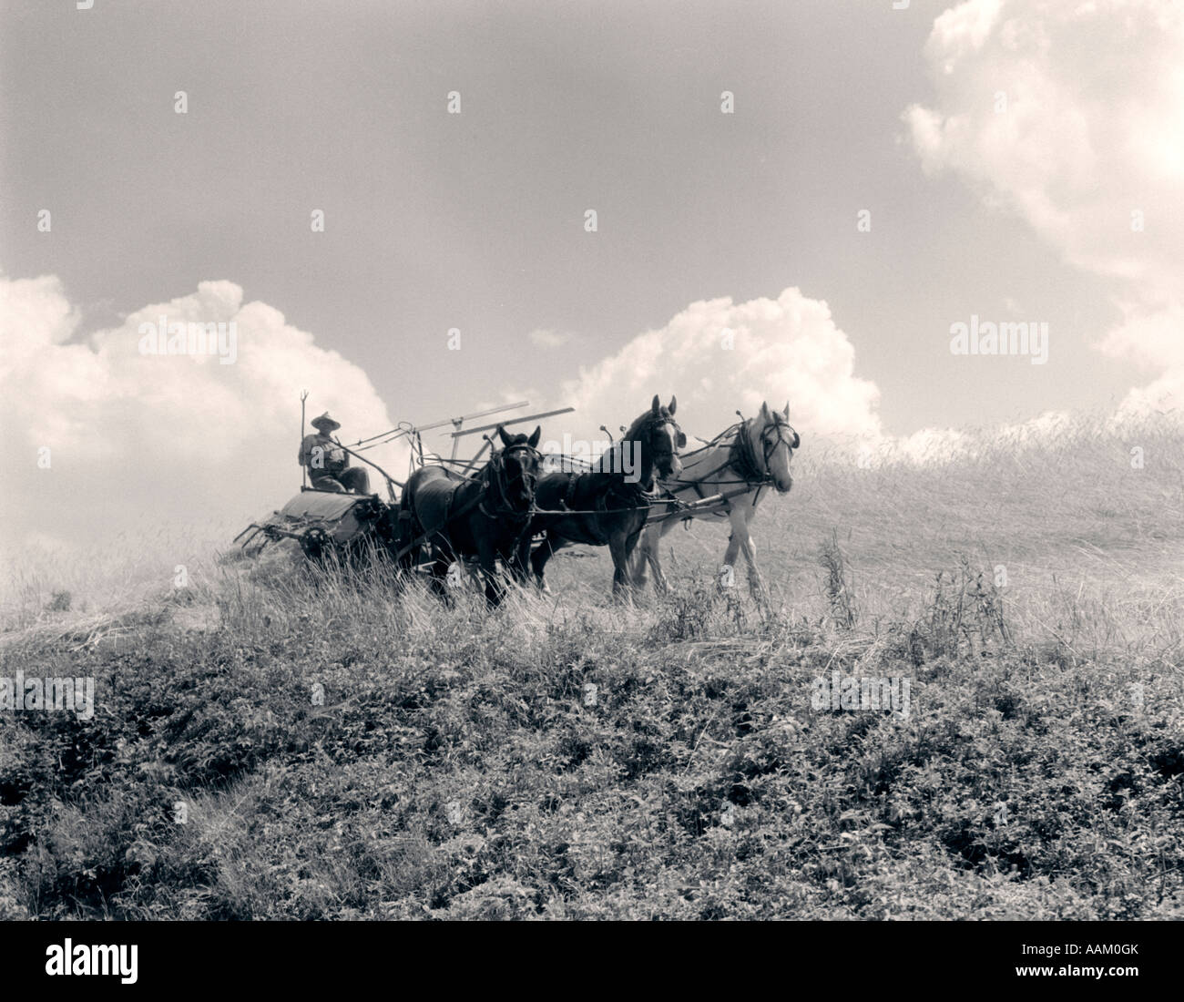 1930 Farmer en salopette et chapeau de paille MOISSONNEUSE CONDUITE TIRÉE PAR TROIS CHEVAUX Banque D'Images