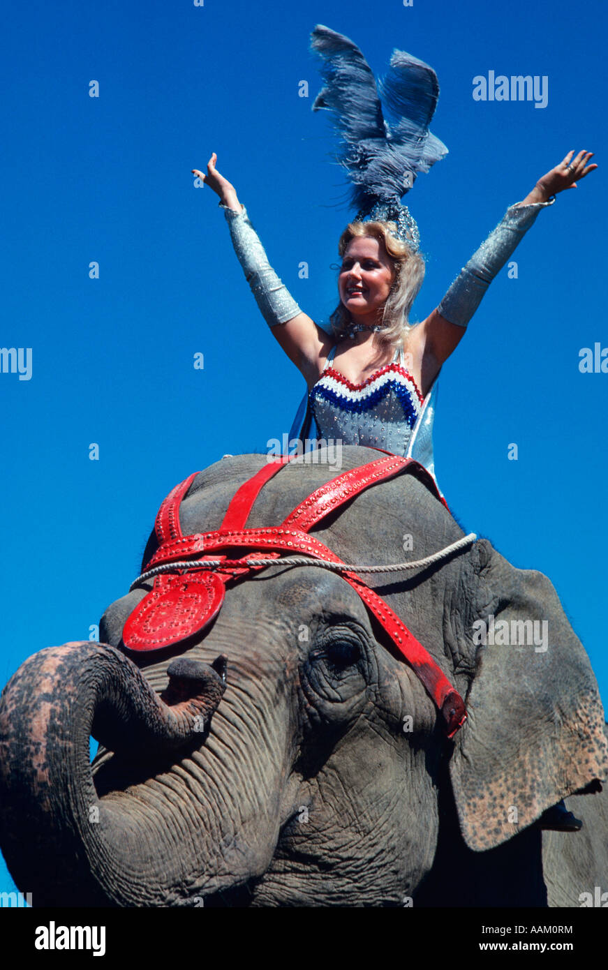 Circus elephant woman Banque de photographies et d’images à haute ...