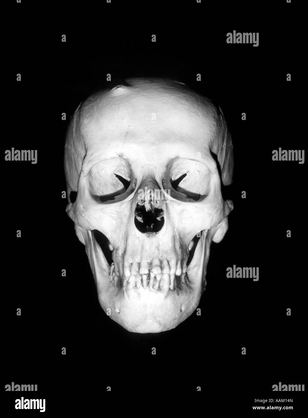 La nature morte de crâne FLOTTANT SUR FOND NOIR Banque D'Images