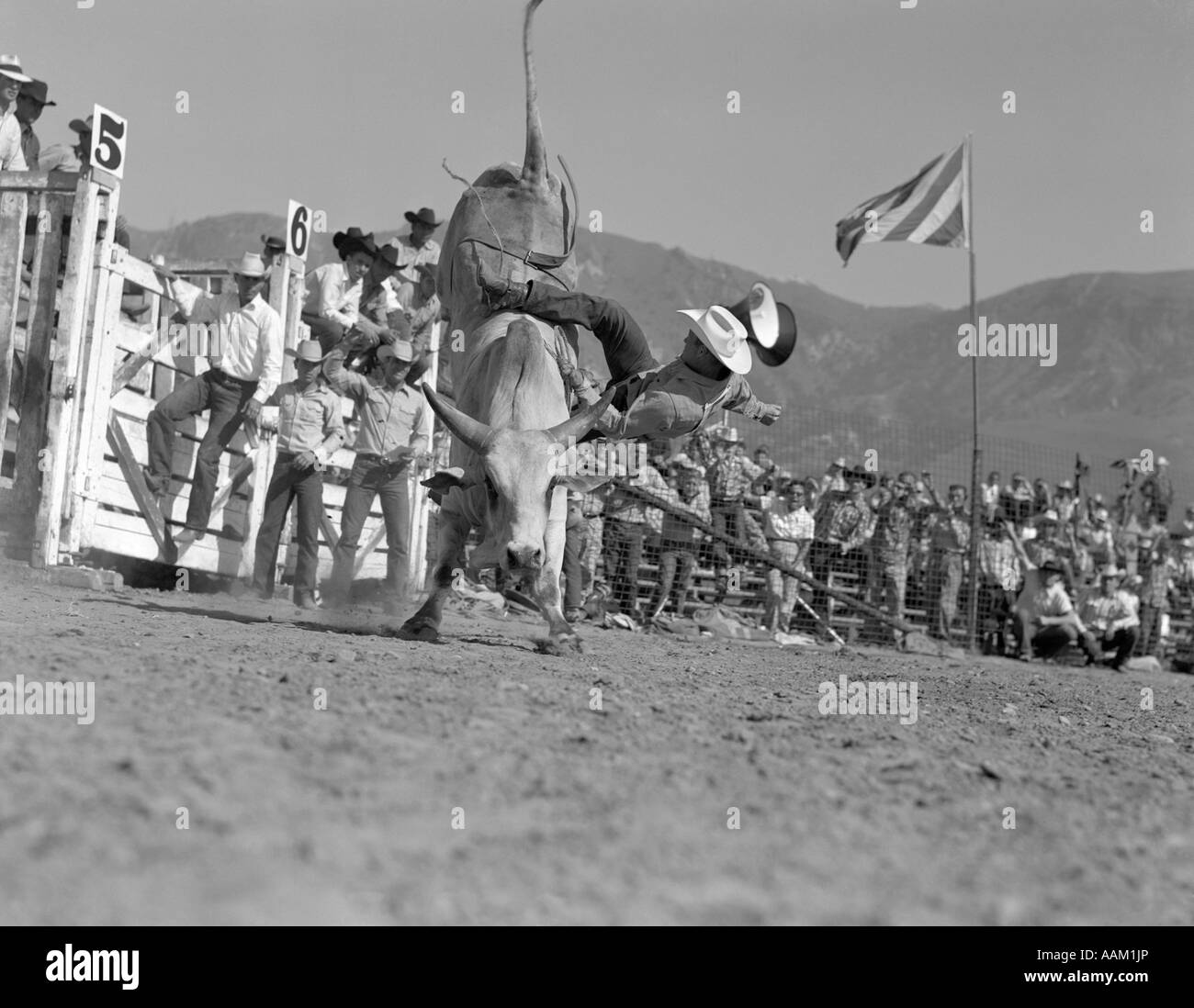 1950 CHUTE DE L'HOMME RODEO BULL BULL RIDING ÉVÉNEMENT RIDER COWBOY Banque D'Images