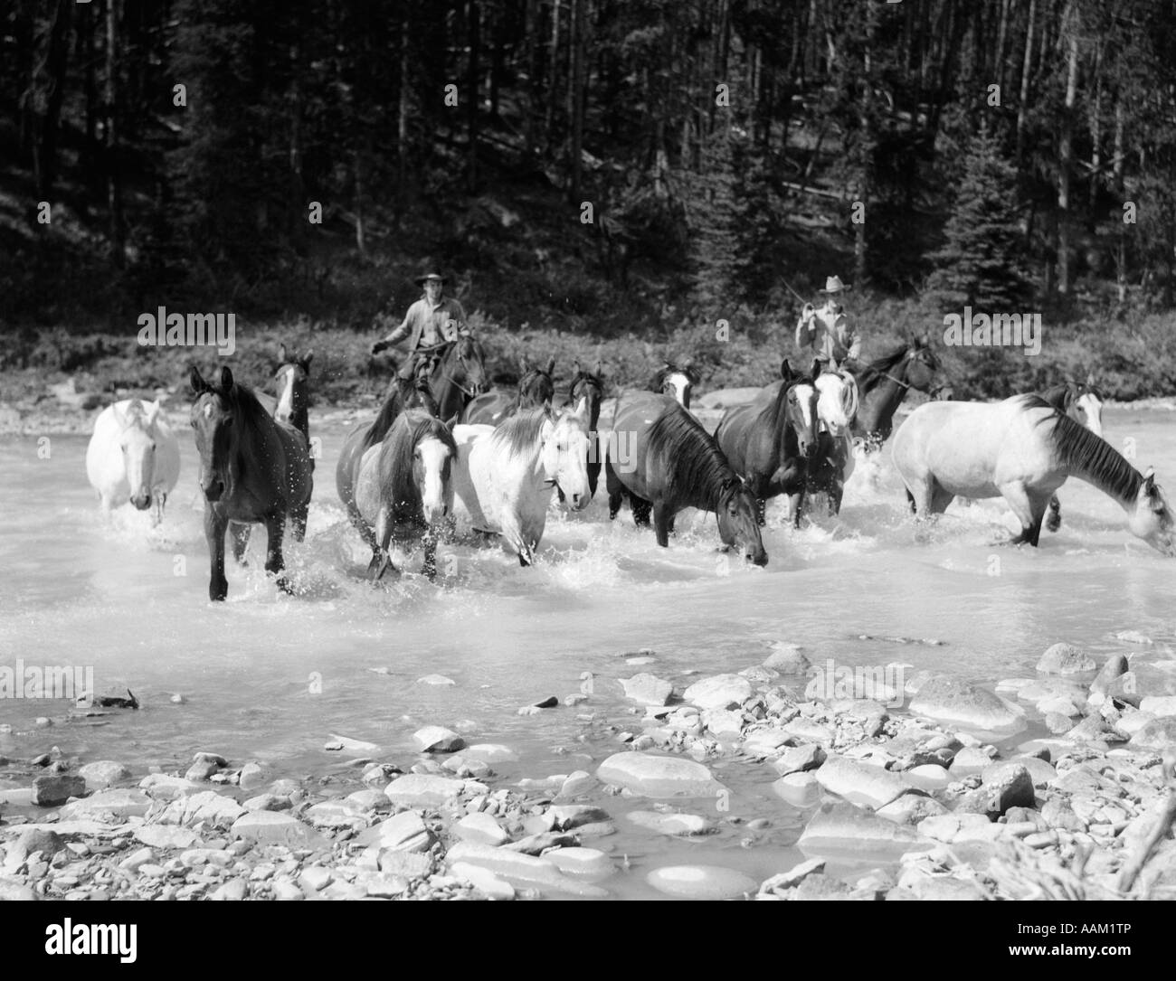 Années 1930 DEUX CHEVAUX ÉLEVAGE COWBOYS PAR ROCKY MUSTANGS FLUX CHEVAUX SAUVAGES ROUND UP BRAZEAU RIVER ALBERTA CANADA Banque D'Images