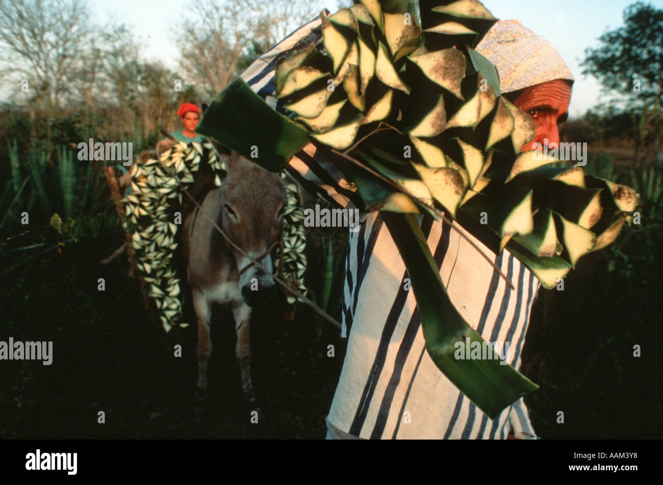 L'Amérique latine, région rurale. Les petits propriétaires fonciers, pour la coupe des feuilles de sisal thread de l'industrie. Banque D'Images