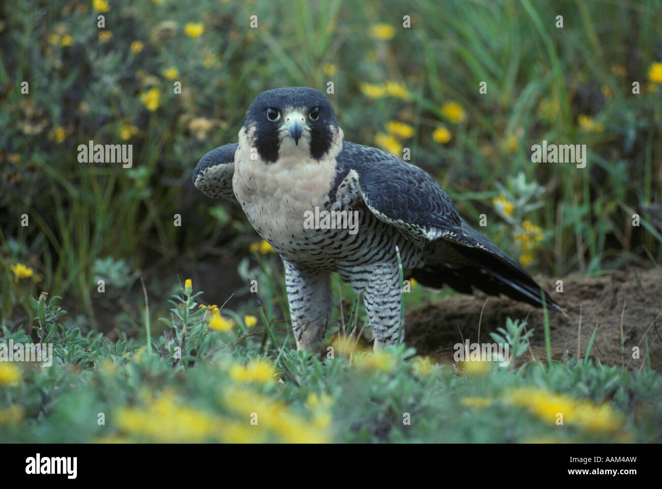 Faucon pèlerin (Falco peregrinus) Banque D'Images