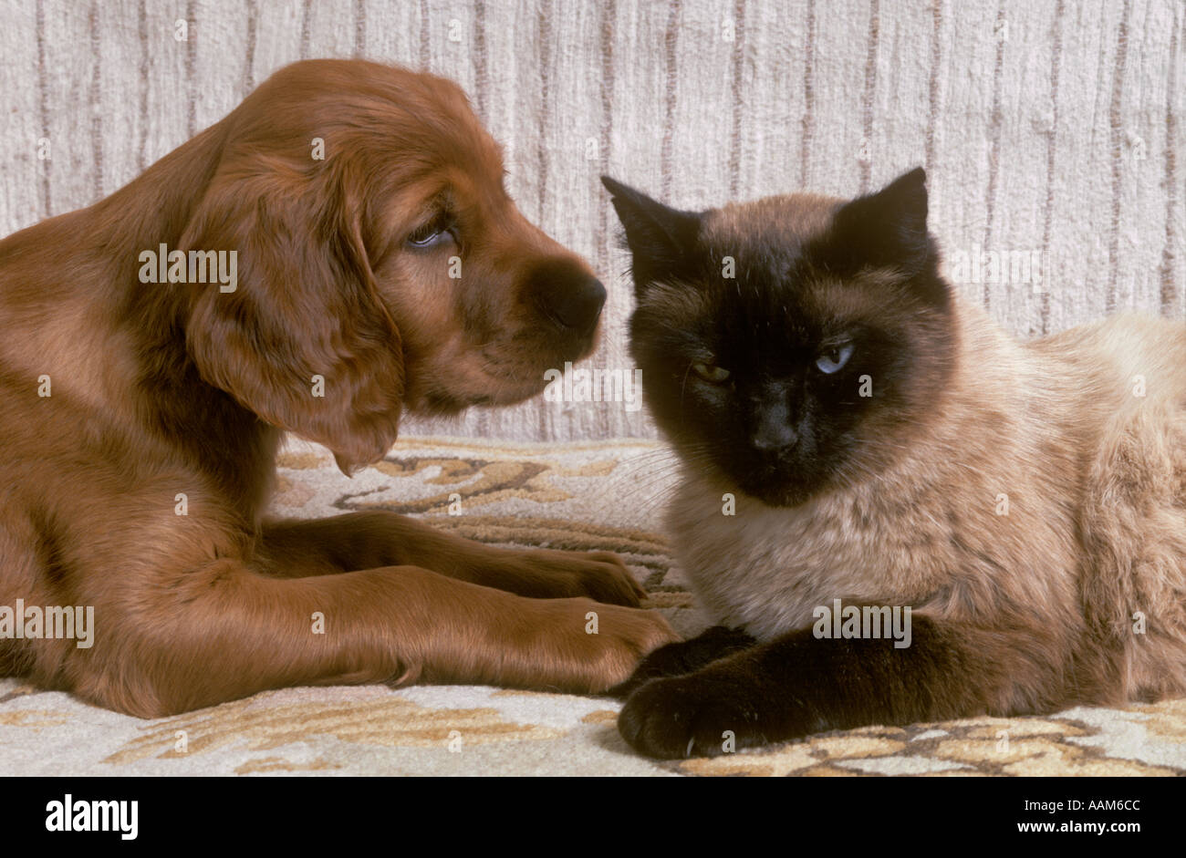 Un Chiot Setter Irlandais Siege Avec Un Chat Siamois Usa Photo Stock Alamy