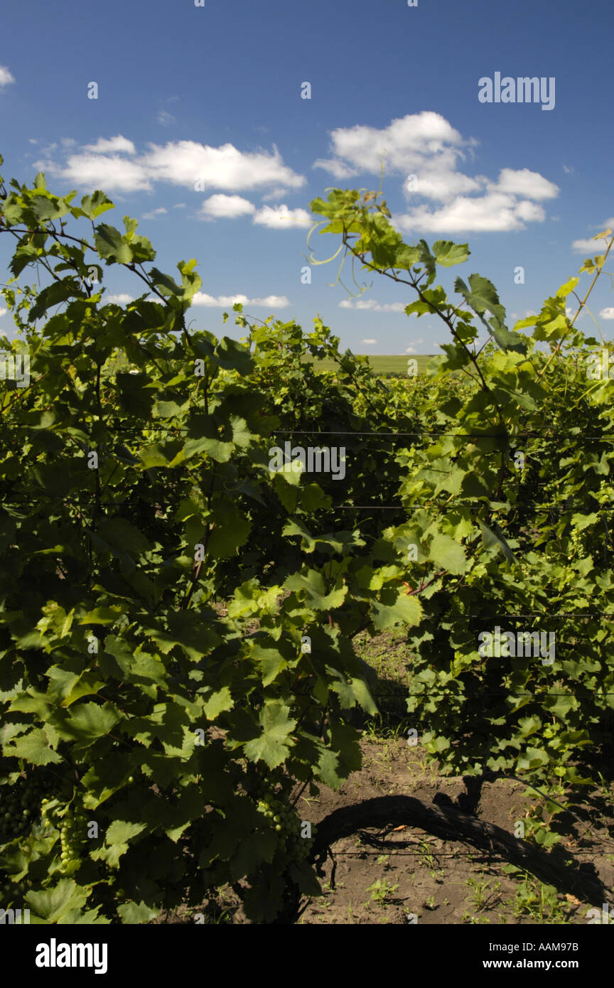 La Moldavie, célèbre domaine viticole de Cricova, vignobles Banque D'Images