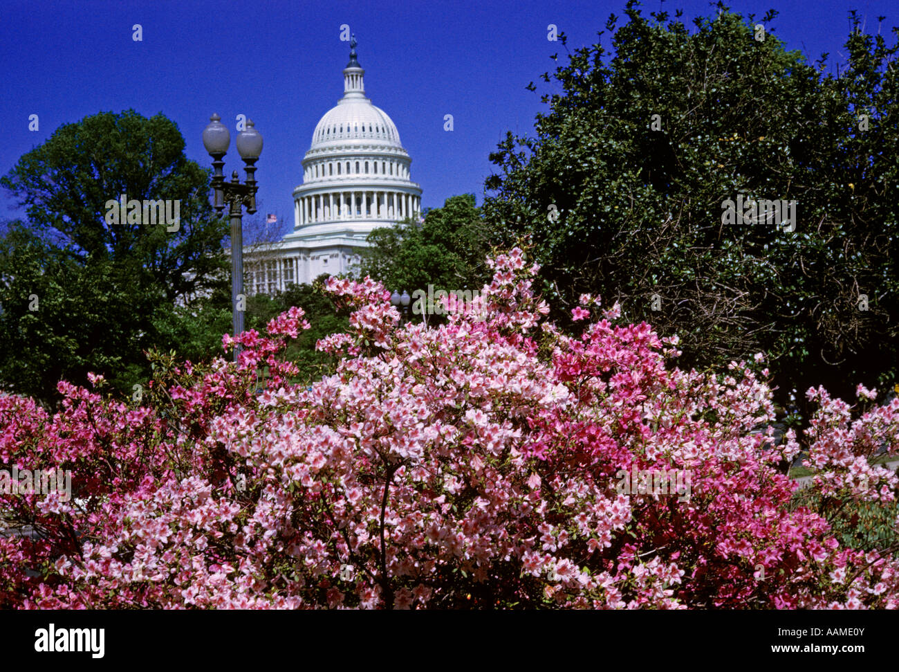 WASHINGTON DC CAPITOL BUILDING AU PRINTEMPS avec les cerisiers en fleurs Banque D'Images