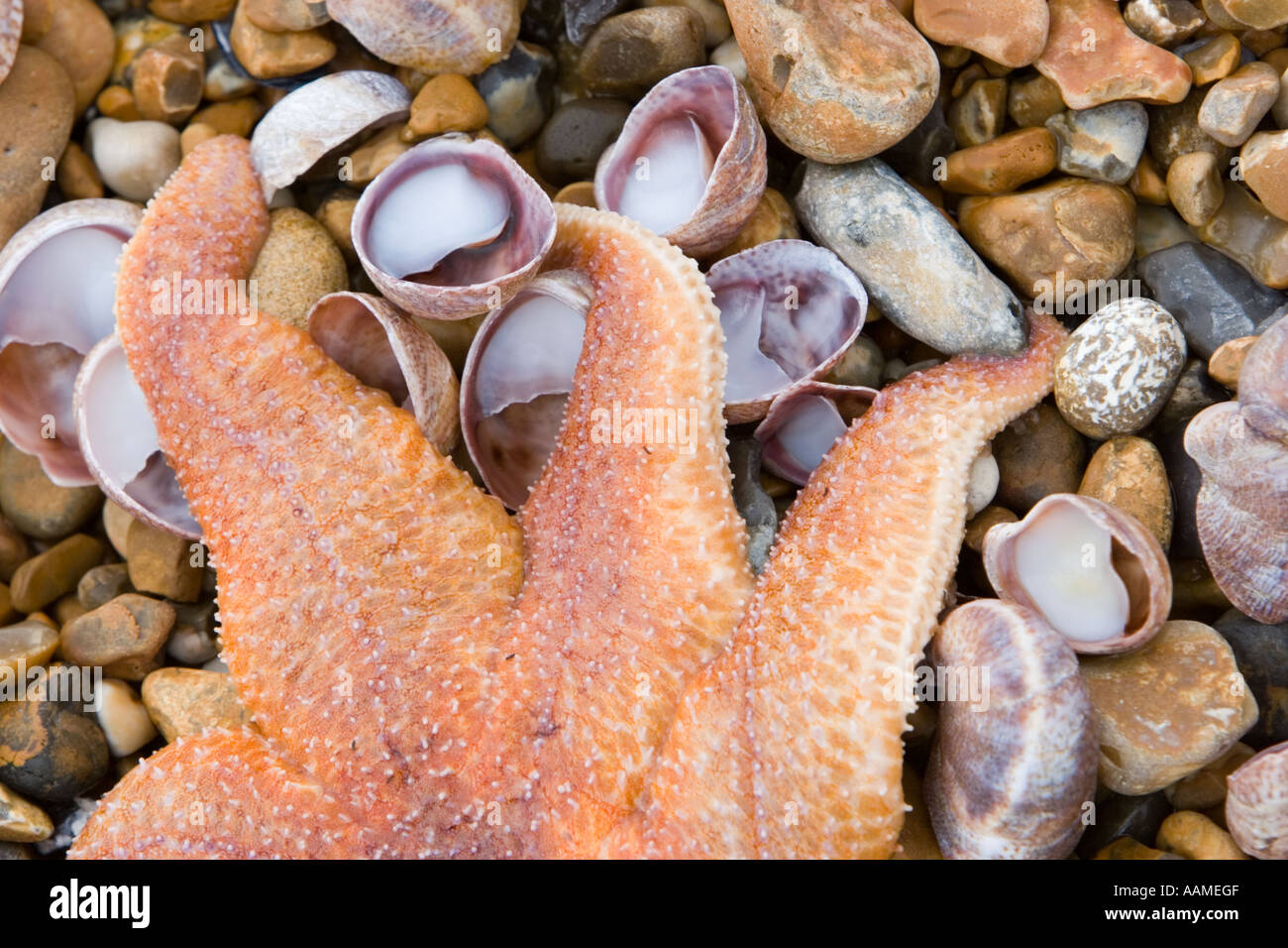 Étoile de mer morte échouée sur la plage Banque D'Images