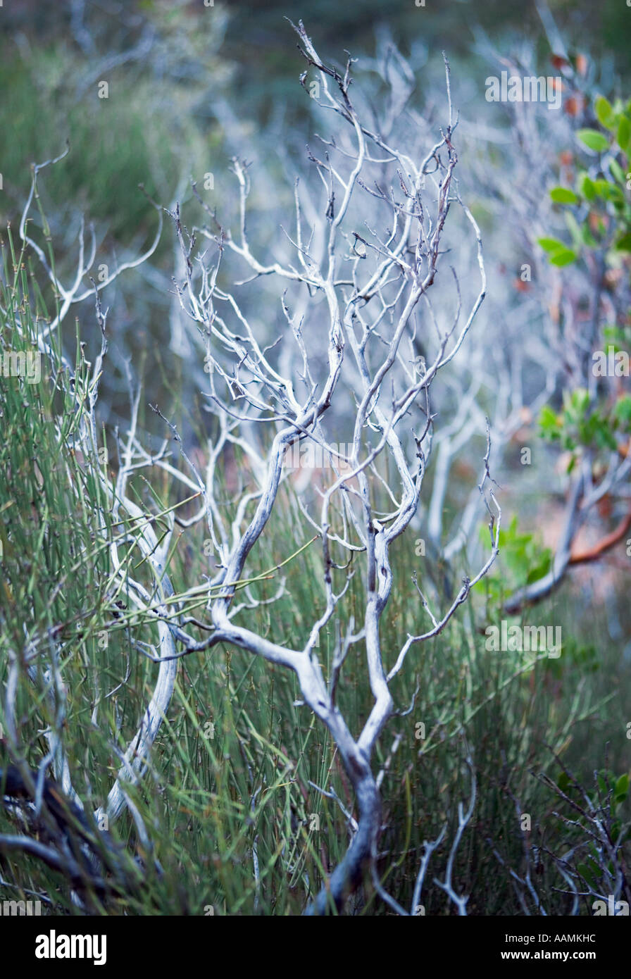 Feuille Point Manzanita et Mormon Arbuste Arbre Northern Arizona USA Banque D'Images