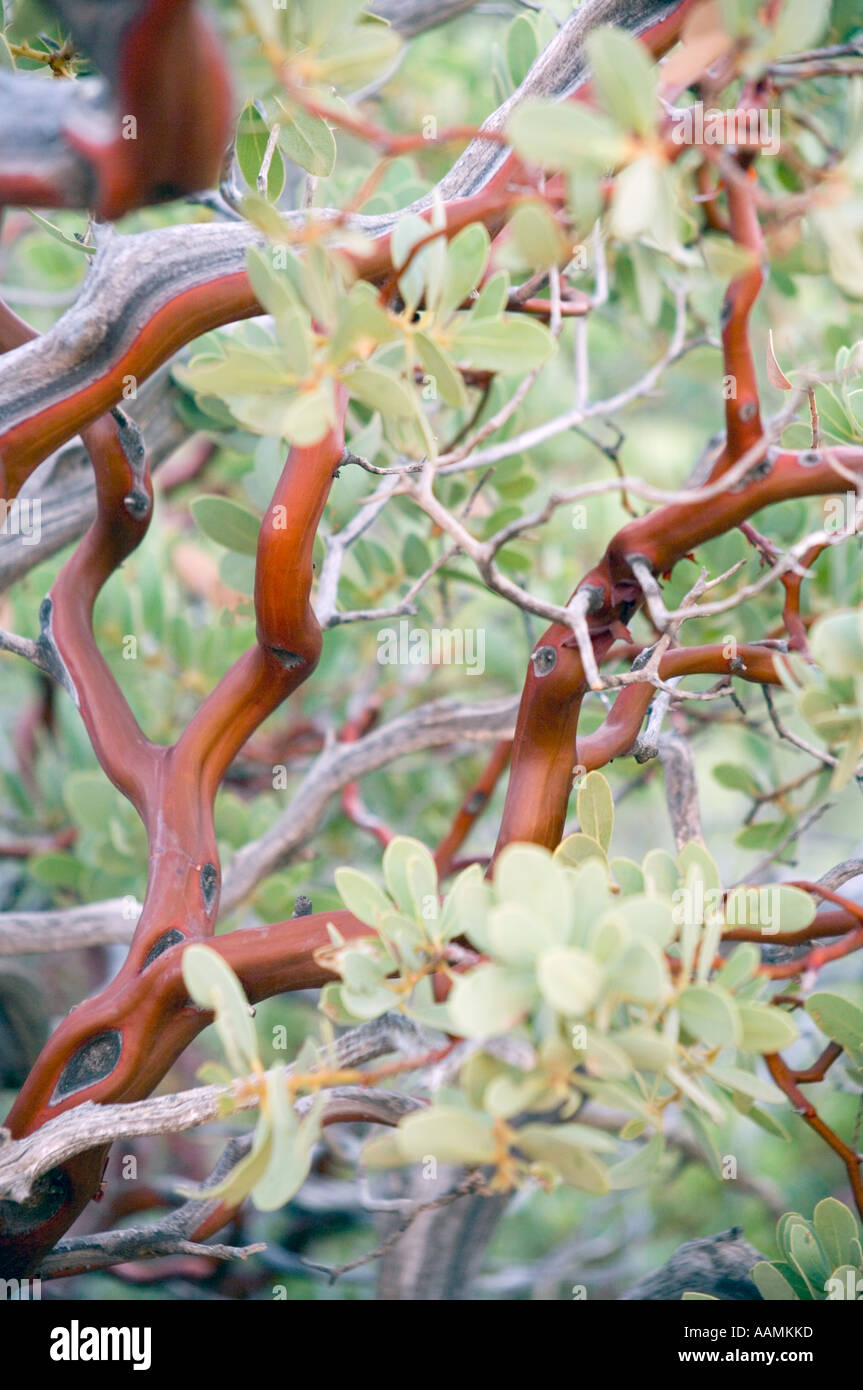 Les feuilles des plantes Point Manzanita Arizona USA Banque D'Images