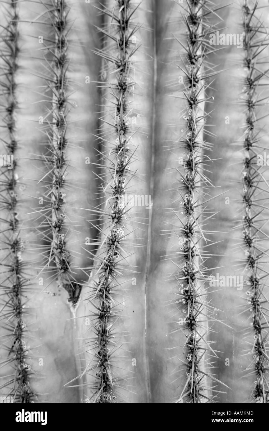 Closeup détail d'un cactus Saguaro Arizona USA Banque D'Images