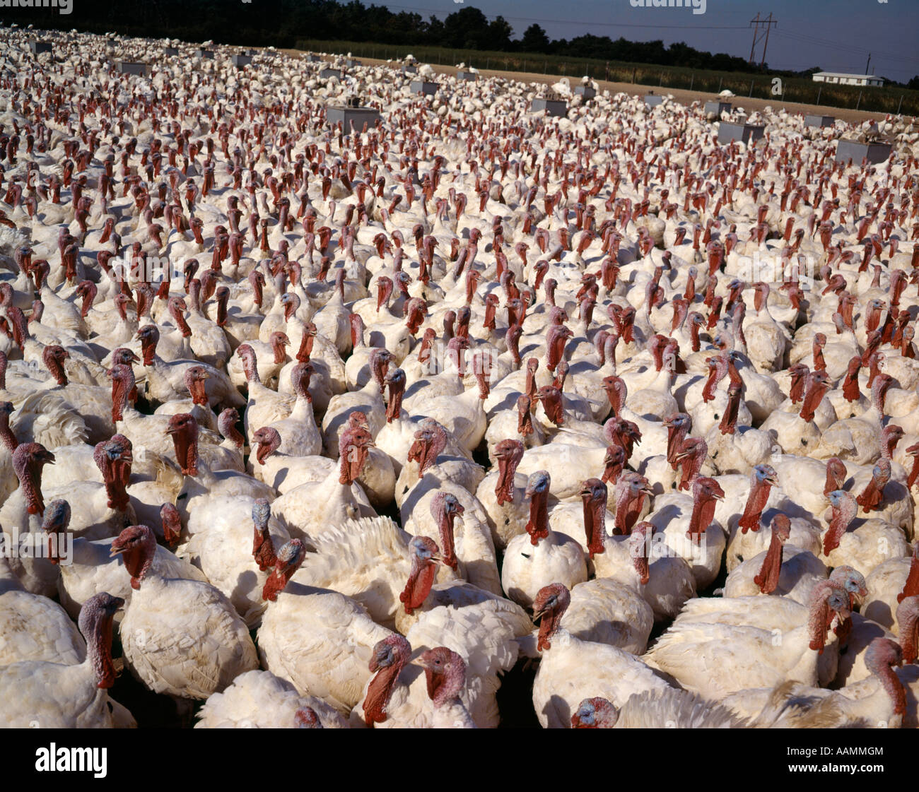 Troupeau de dindes blanches VOLAILLES OISEAUX BIRD 1970 Rétro 1970 Banque D'Images