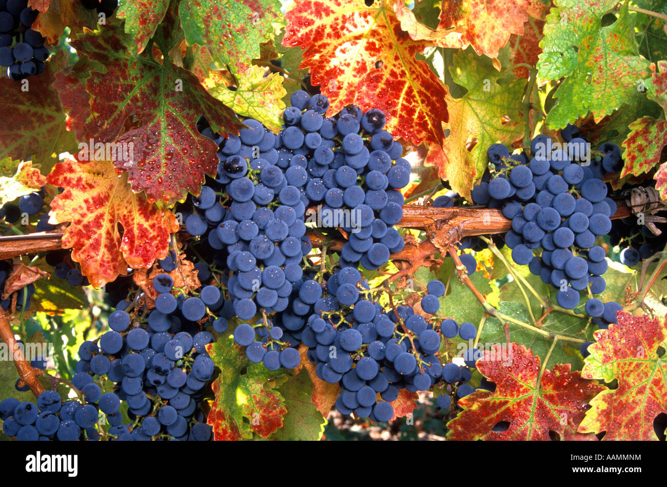 Les raisins de la VIGNE SUR L'automne avec les feuilles colorées NAPA VALLEY CALIFORNIE Banque D'Images