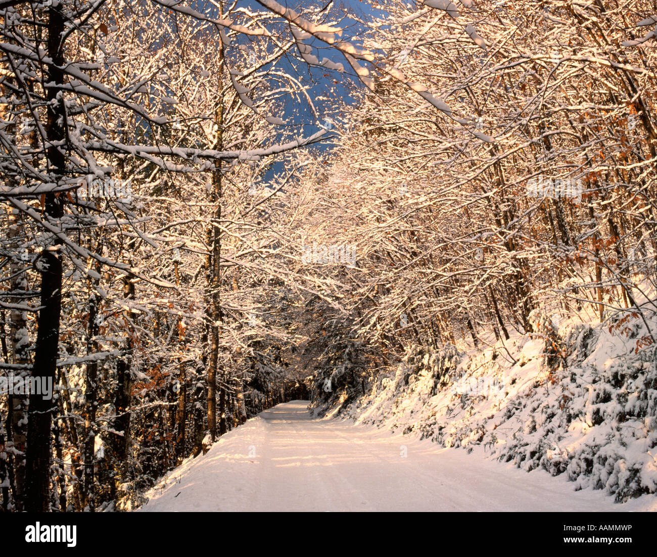 80 LA LUMIÈRE DU SOLEIL SUR LA NEIGE FRAÎCHE FRAIS COUVERTS D'ARBRES ET D'UNE ROUTE DE CAMPAGNE ALBANY NEW HAMPSHIRE Banque D'Images