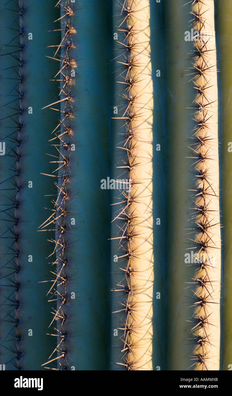 Closeup détail d'un cactus Saguaro Arizona USA Banque D'Images