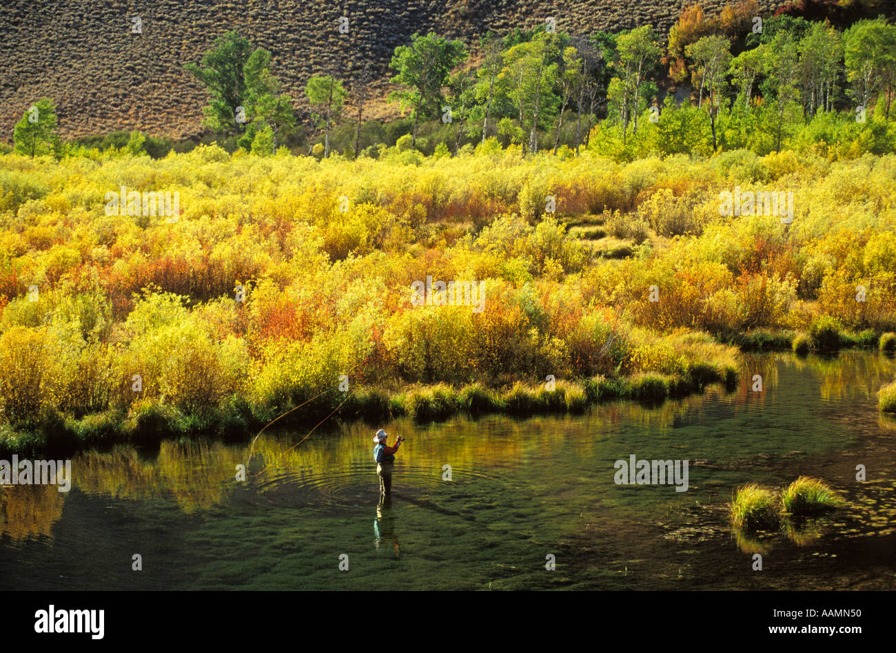 California Fly fisherman casting à Beaver Pond entouré par les couleurs de l'automne doré Sun Valley Banque D'Images