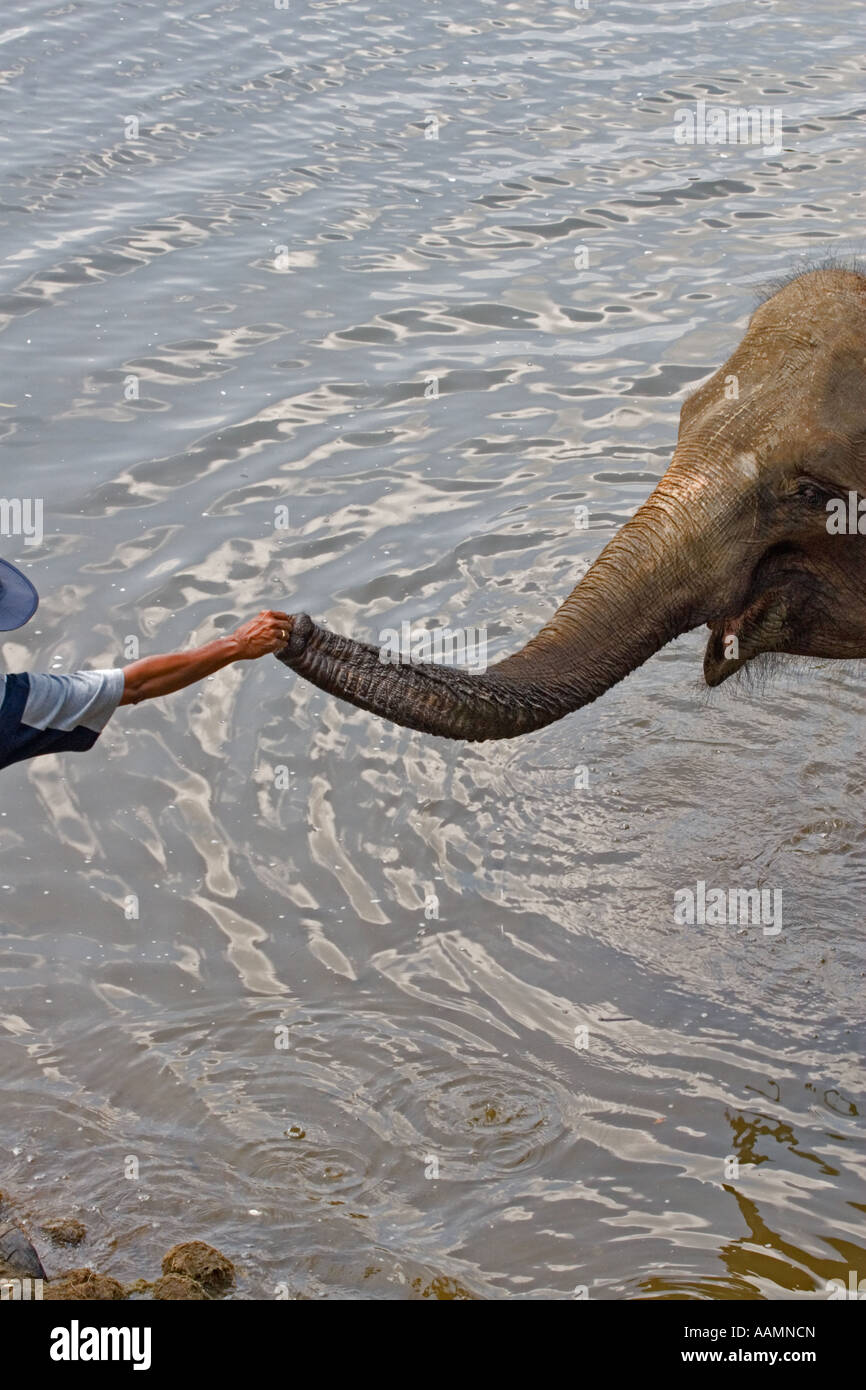 Happy elephant Banque D'Images