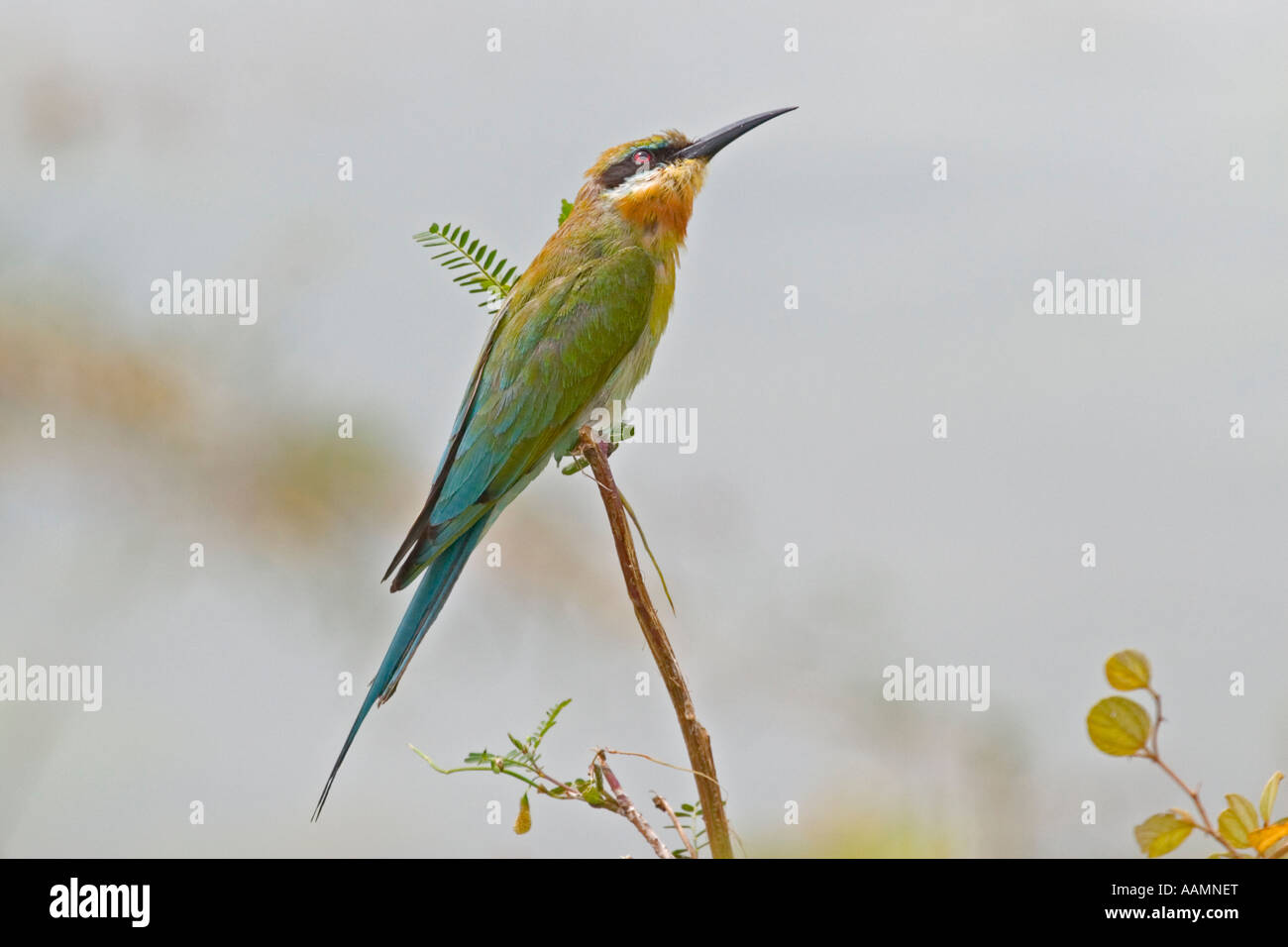 Queue bleu - Merops philippinus Bee Eater Banque D'Images