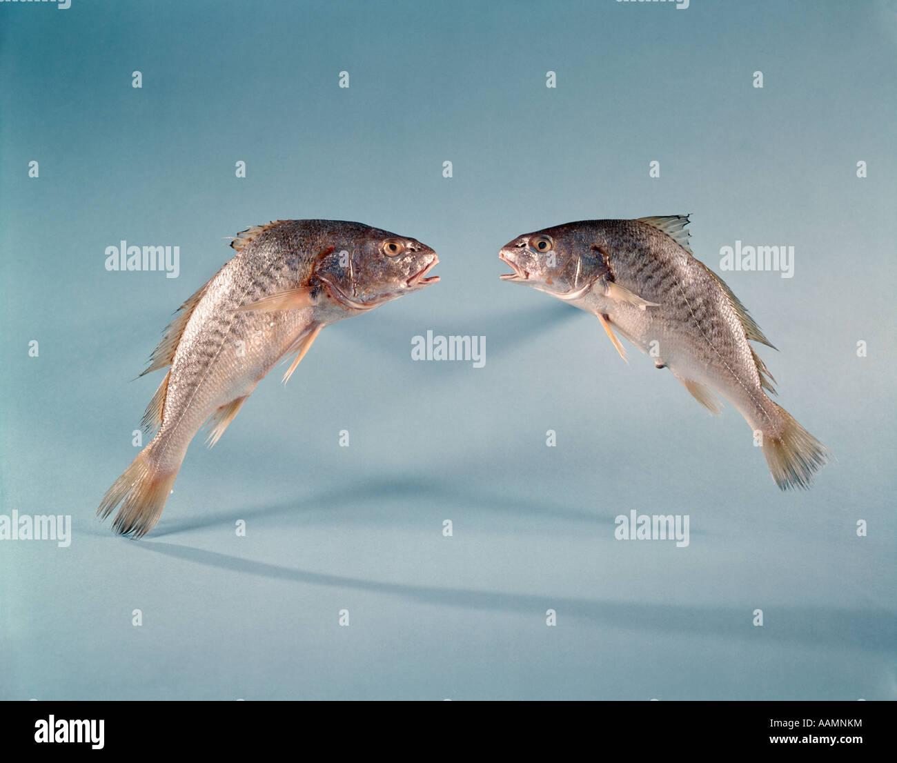 Deux poissons SYMBOLE POUR POISSONS Banque D'Images