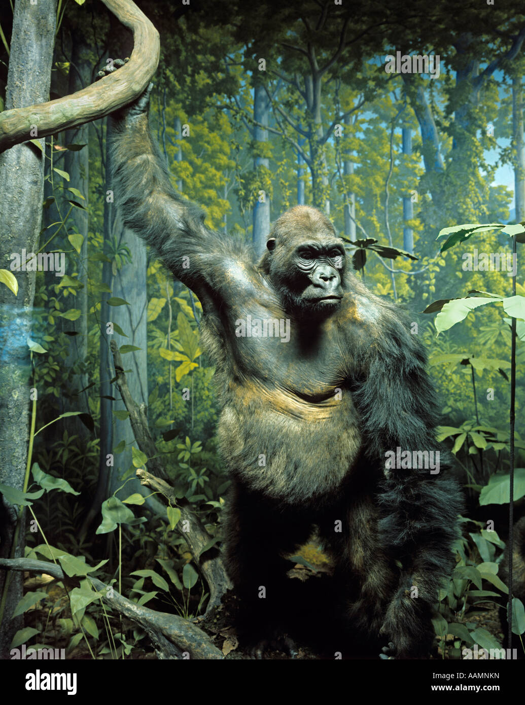 Spécimen de peluche GORILLE DE MONTAGNE EN DIORAMA AFFICHER NATURAL HISTORY MUSEUM TAXIDERMY ESPÈCES GREAT APE Banque D'Images