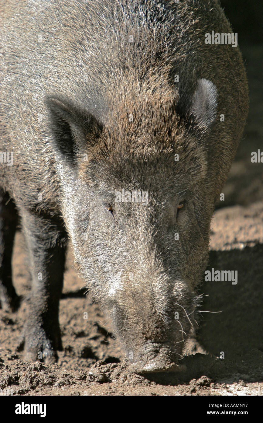 Un sanglier (Sus scrofa) à la recherche de nourriture dans le sol Banque D'Images