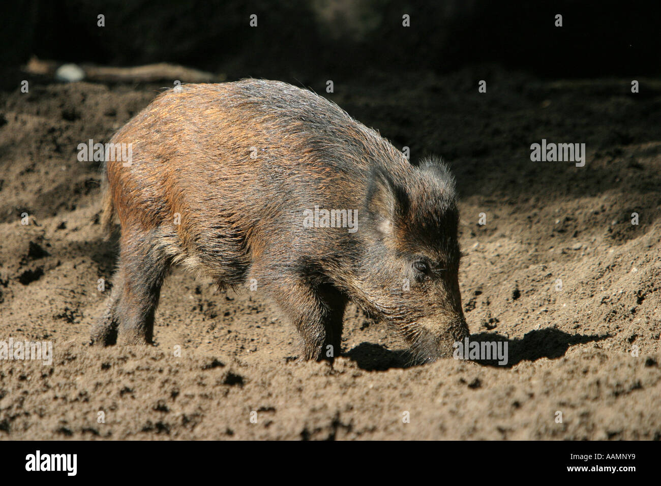 Un sanglier (Sus scrofa) à la recherche de nourriture dans le sol Banque D'Images