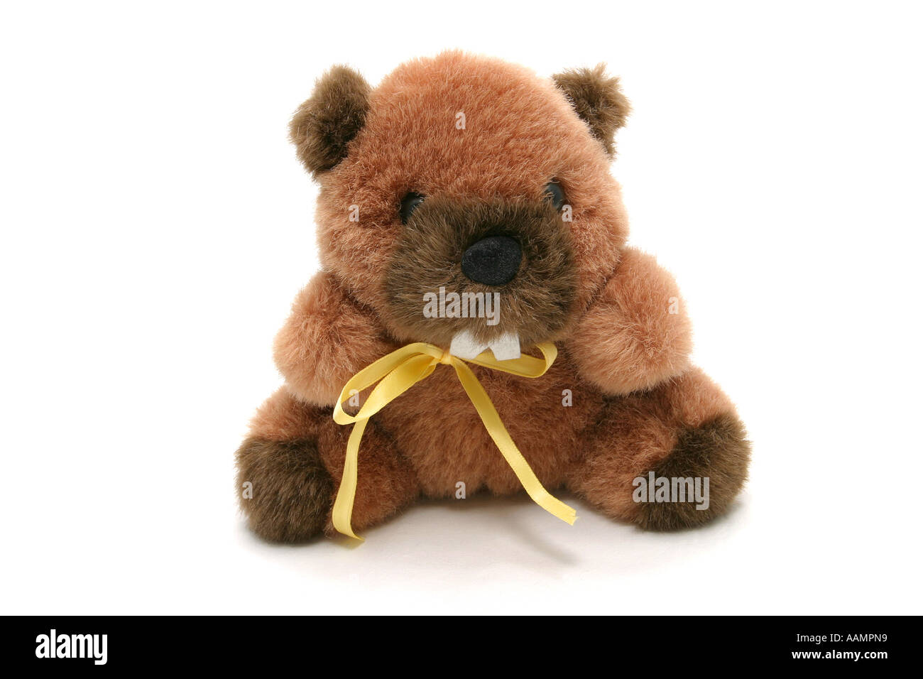 Animal de compagnie castor Banque D'Images