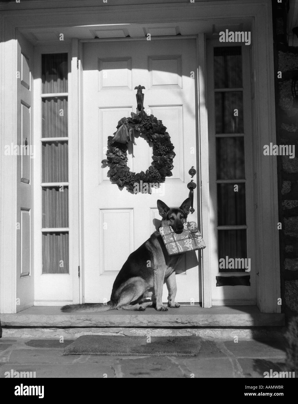 1930 BERGER ALLEMAND ASSIS PORTE STOOP PORCHE HOLDING COLIS DE NOËL DANS SA BOUCHE Banque D'Images