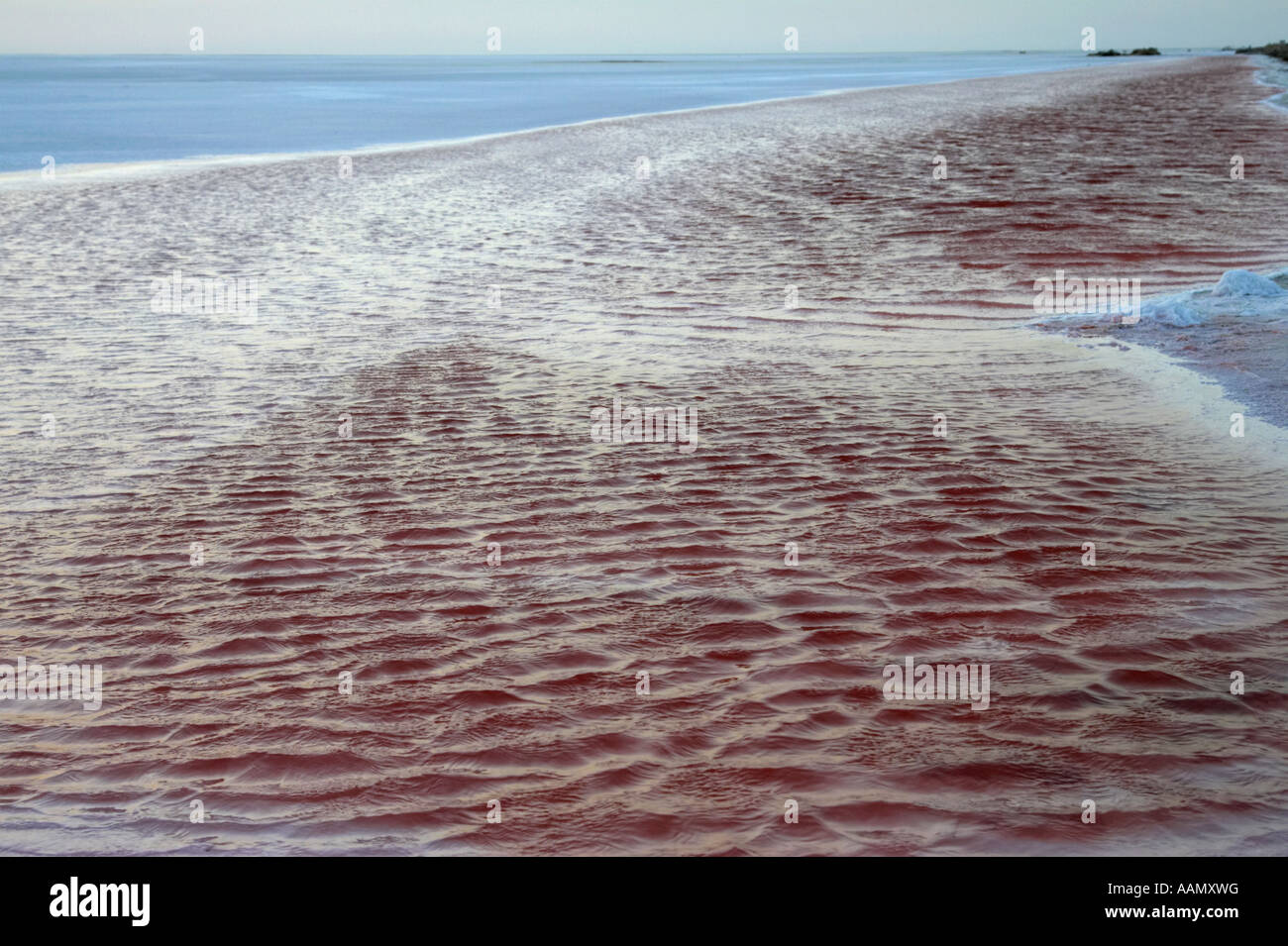 L'eau saturée de sel super rose sur le bord du lac salé chott El Djerid tunisie Banque D'Images