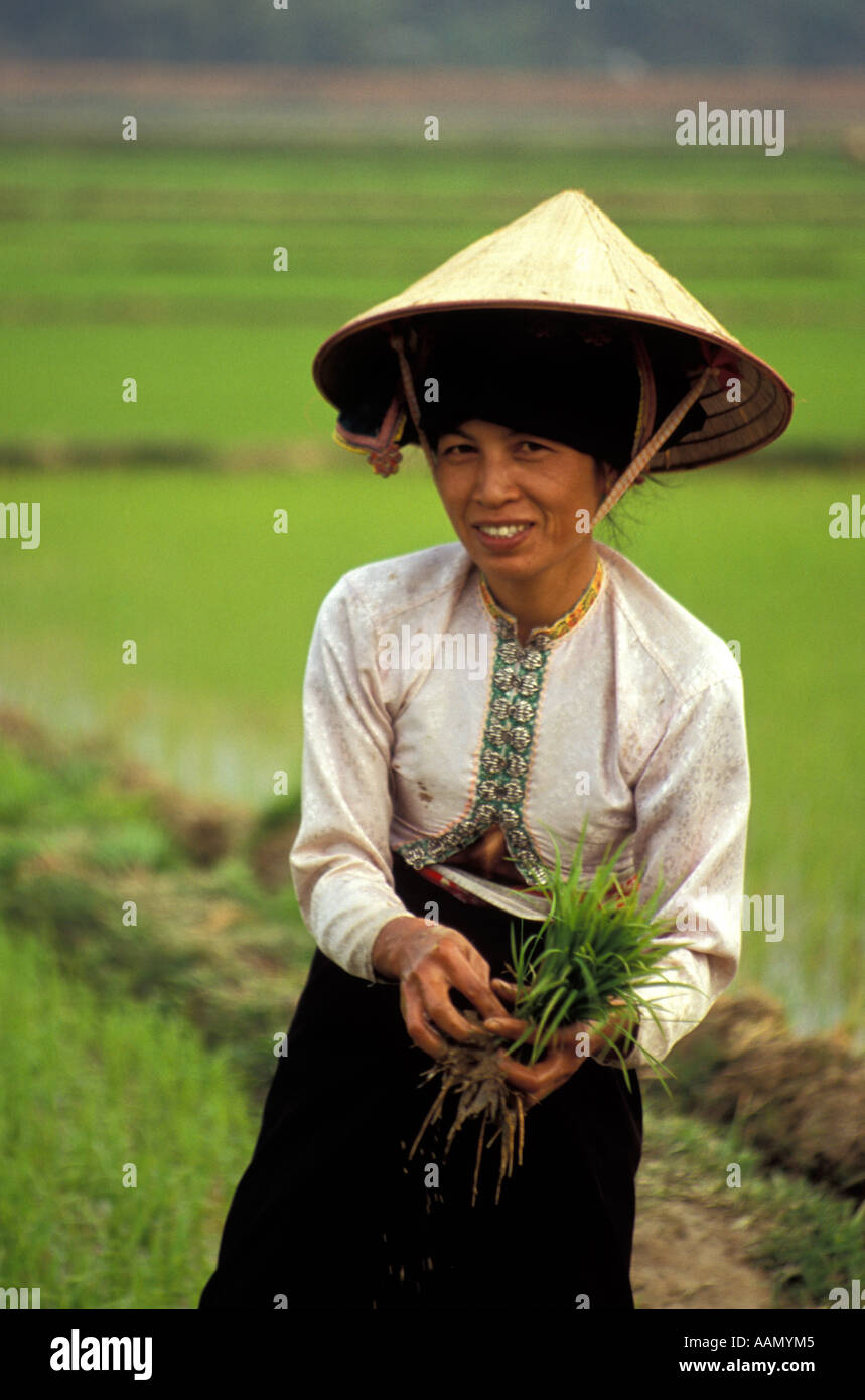 Plantoir de riz femelle de la tribu ethnique 'Thai' Dien bien Phu, au nord du Vietnam Banque D'Images