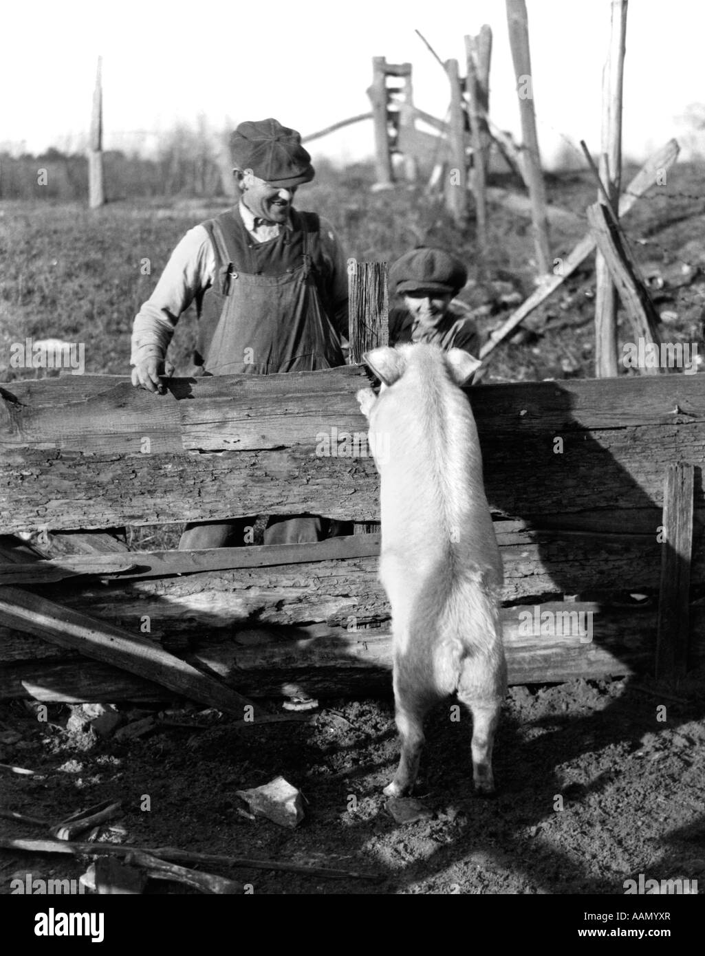 Années 1920 Années 1930 Porc Porc BLANCHE DEBOUT contre la clôture pour saluer et agriculteur garçon Banque D'Images