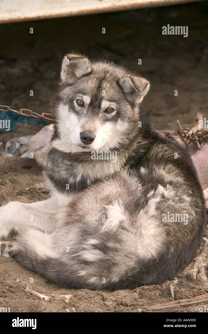 Chiens de traîneau en Alaska Shishmaref Eskimo Banque D'Images