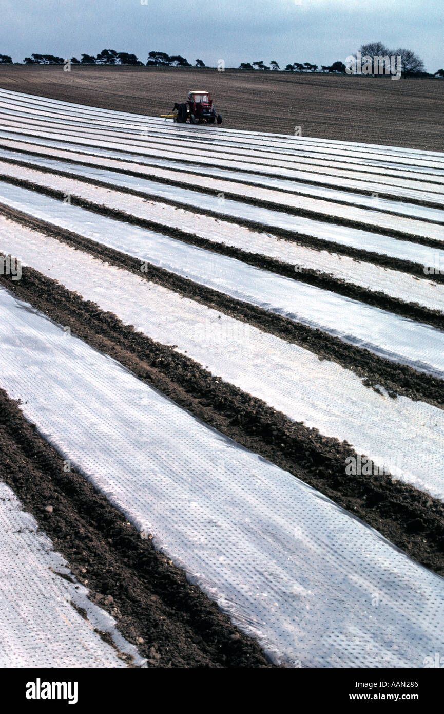 L'agriculture dans le Suffolk en Angleterre les carottes à l'aide de bâches en plastique POUR METTRE SUR LE DÉBUT DE LA CROISSANCE Banque D'Images