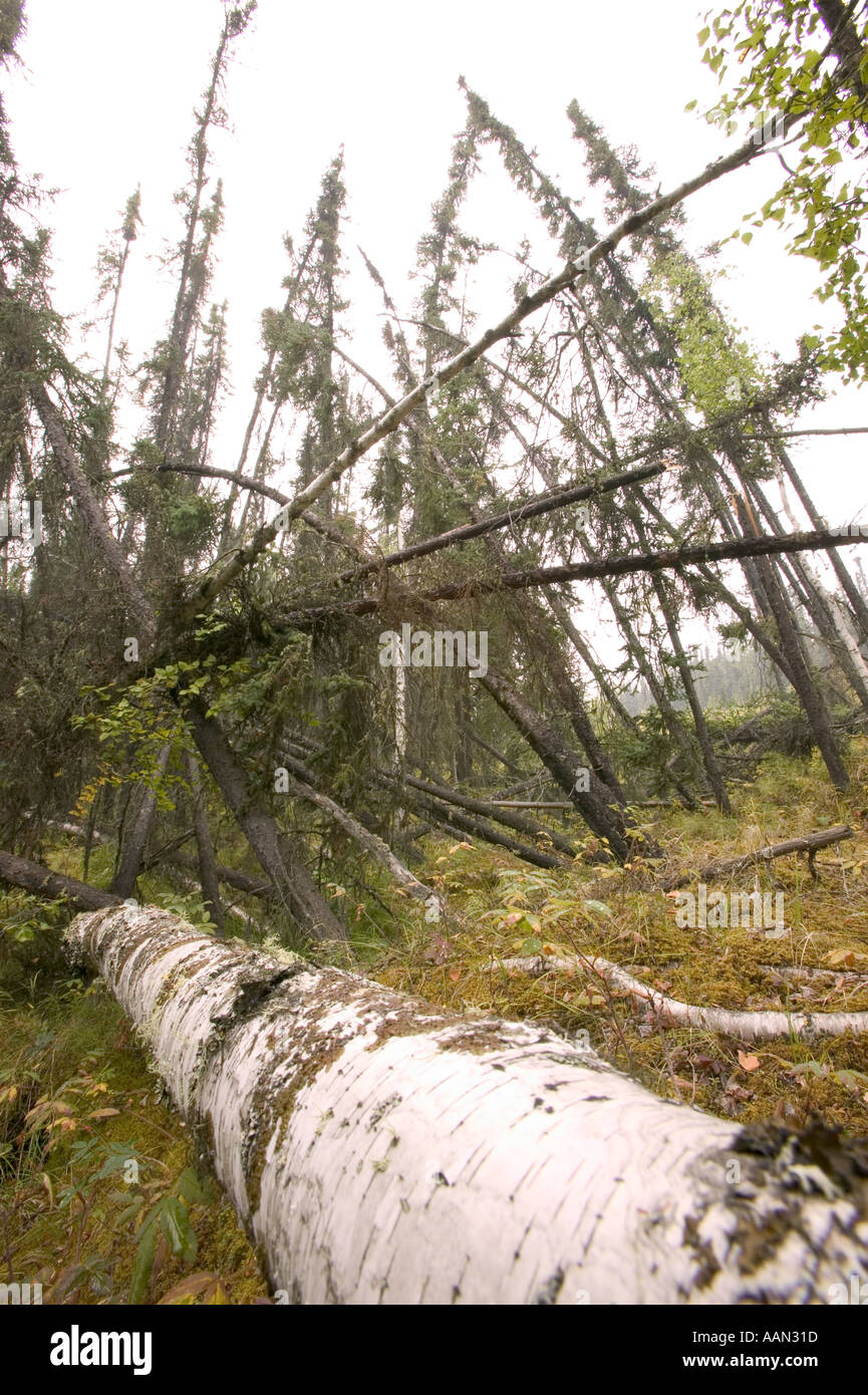 Les forêts d'ivresse causée par la fonte du pergélisol en raison du réchauffement de l'Alaska Fairbanks Banque D'Images