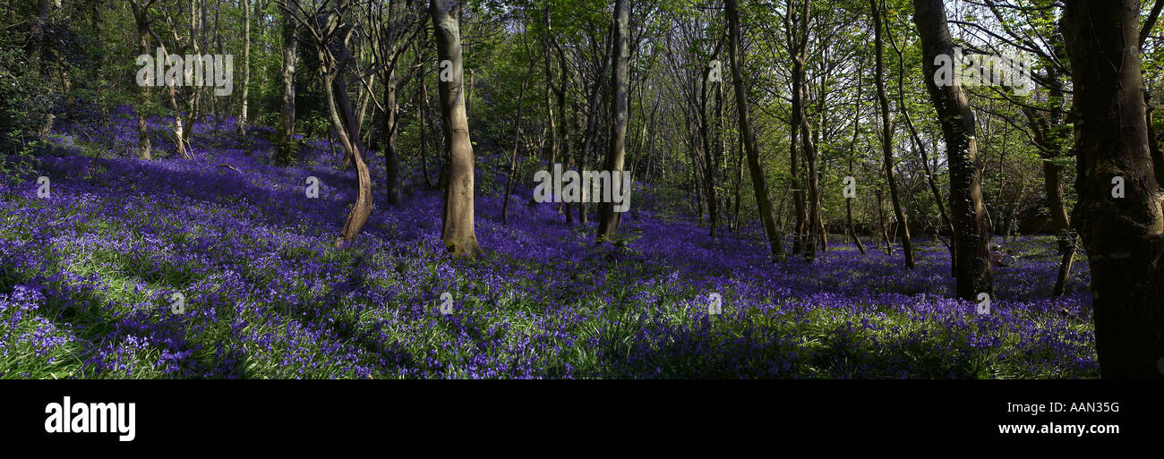 Scène forestiers au printemps Blue Bells et arbres Banque D'Images