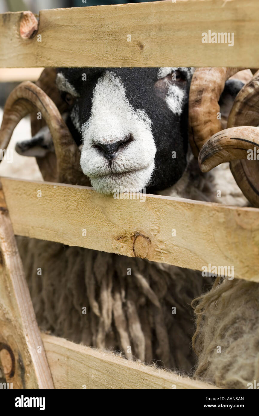 Sheepshow Eastgate Eastgate Wear Valley County Durham Banque D'Images