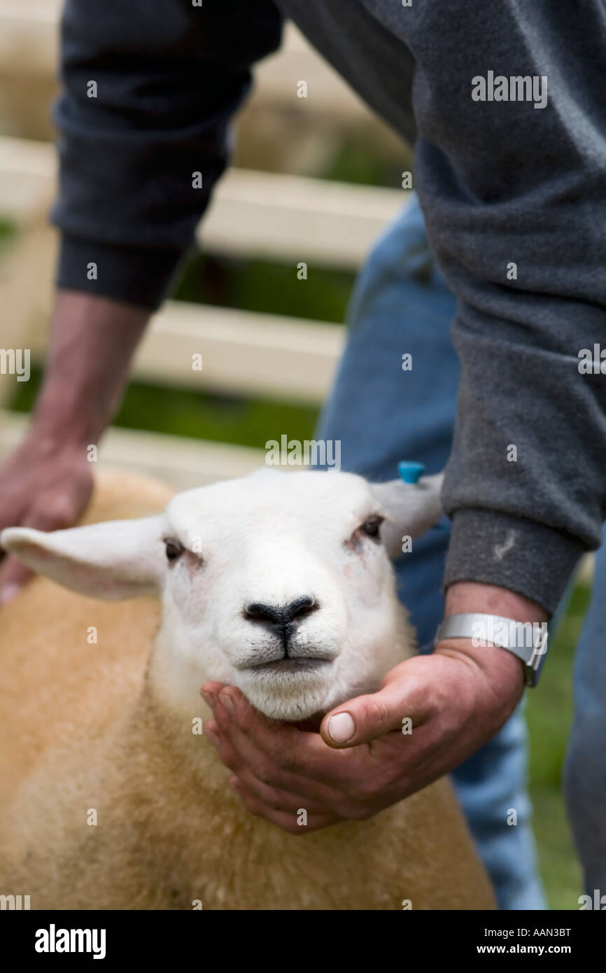 Sheepshow Eastgate Eastgate Wear Valley County Durham Banque D'Images