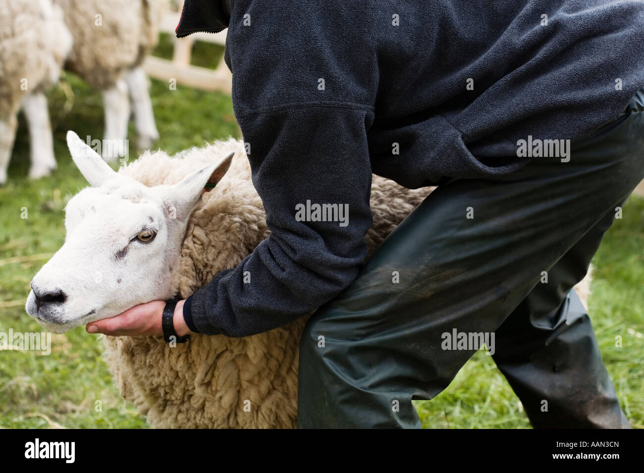 Sheepshow Eastgate Eastgate Wear Valley County Durham Banque D'Images