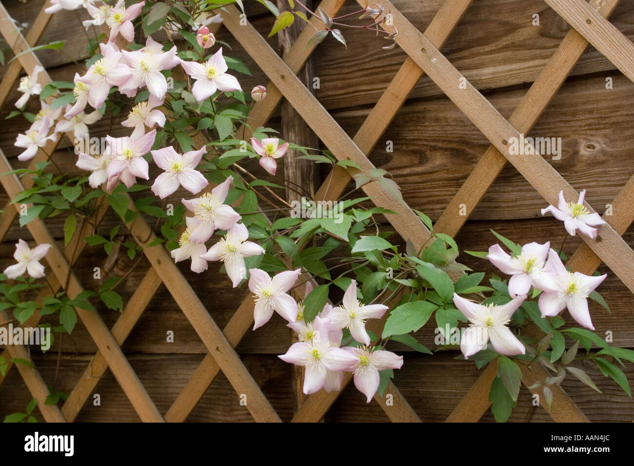 Clematis montana plante grimpante à fleurs Banque D'Images