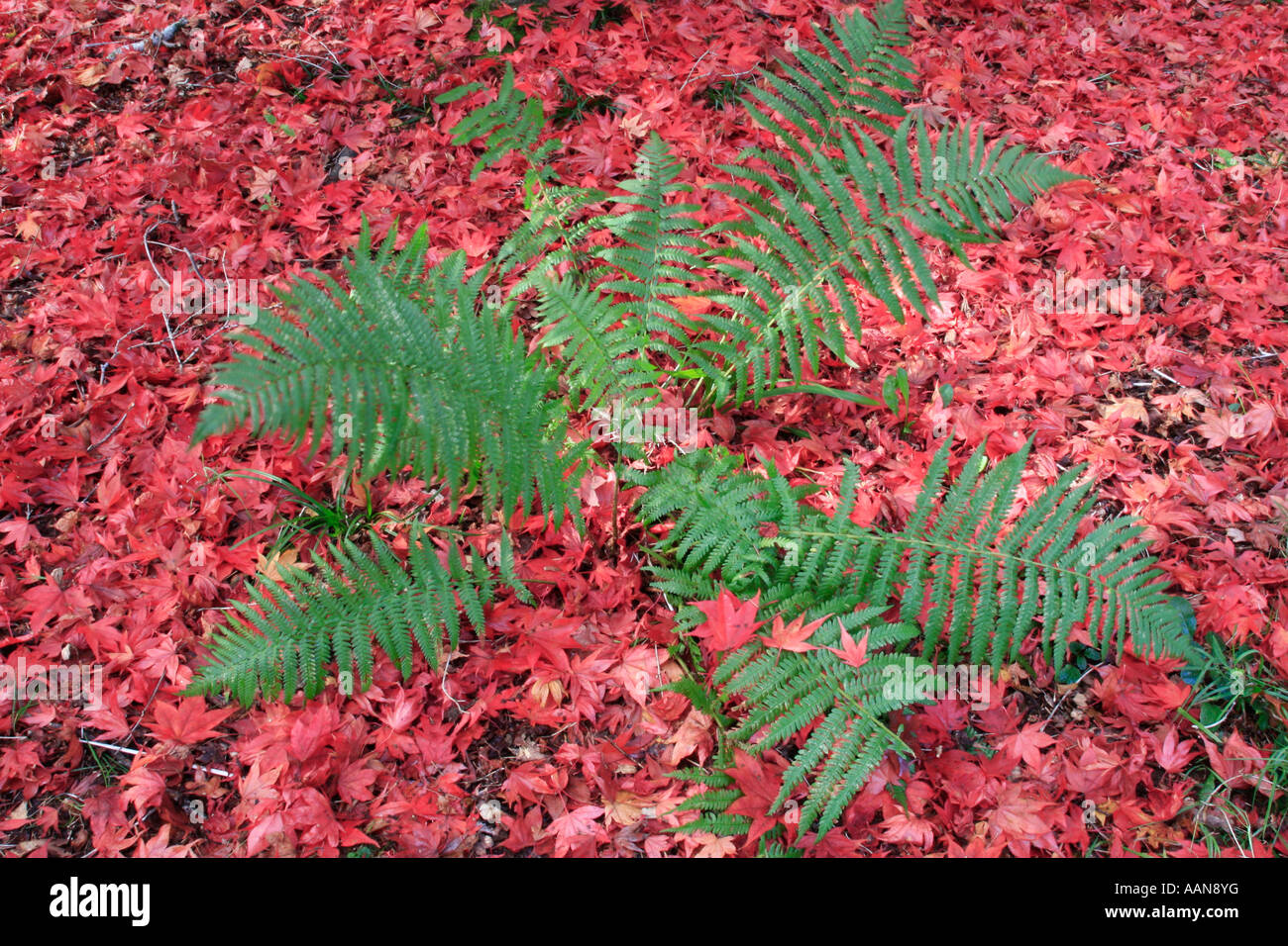 La fougère vert contraste fortement avec les tapis de feuilles rouges d'érable japonais à Westonbirt Arboretum Banque D'Images