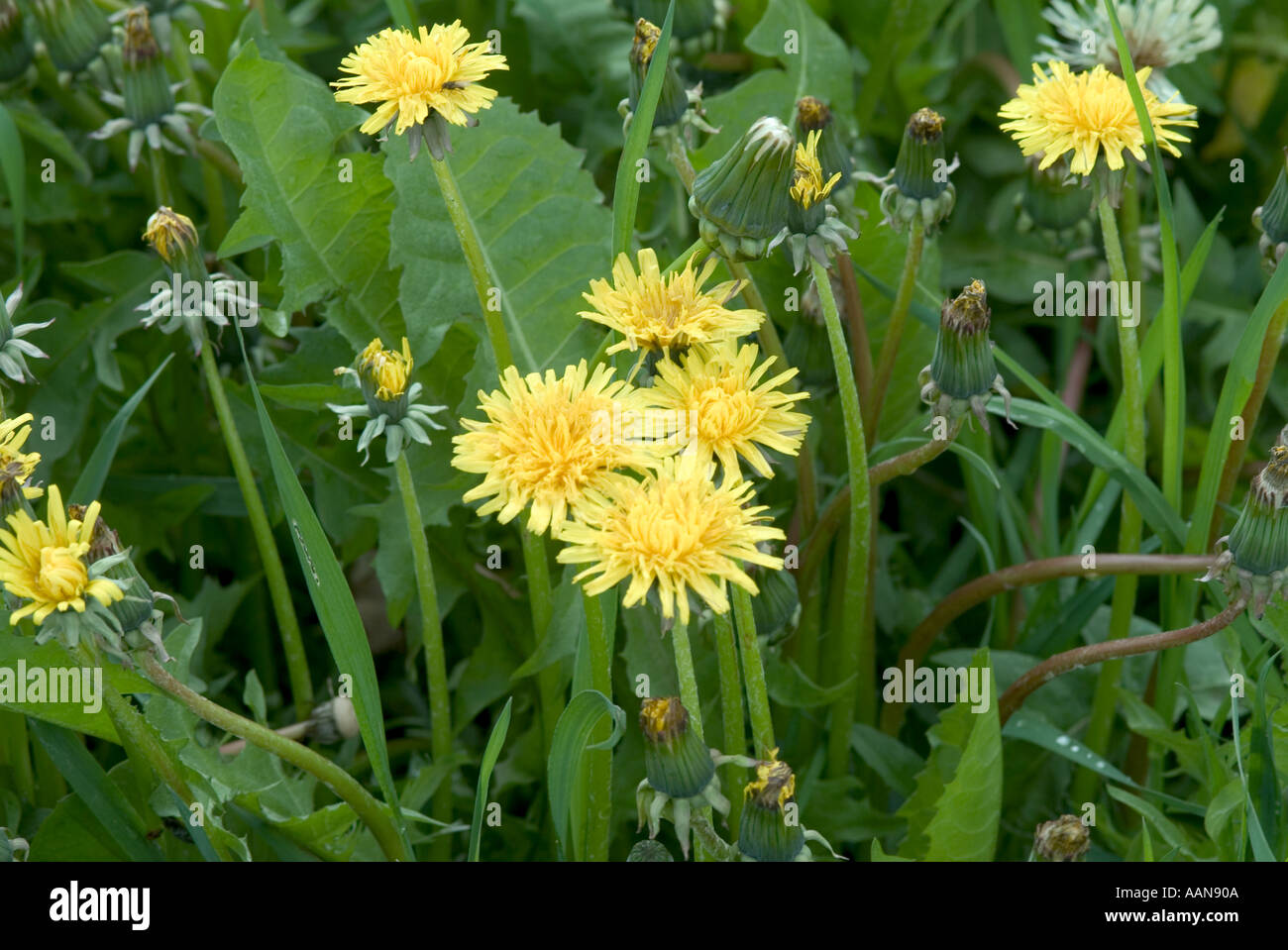 Dandylion lutte contre les mauvaises herbes dans l