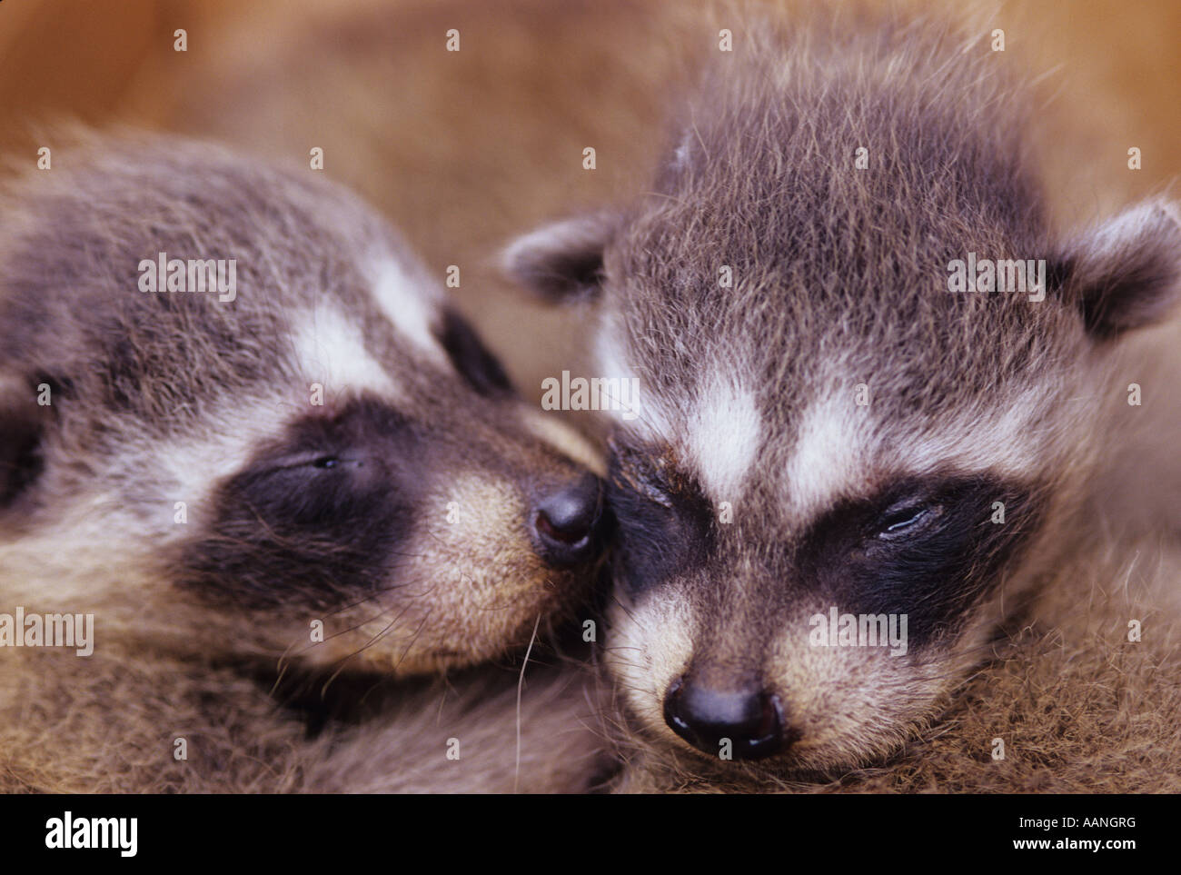 Ratons Laveurs Bebe Accroche A Chaque Autre Washington Usa Marysville Photo Stock Alamy
