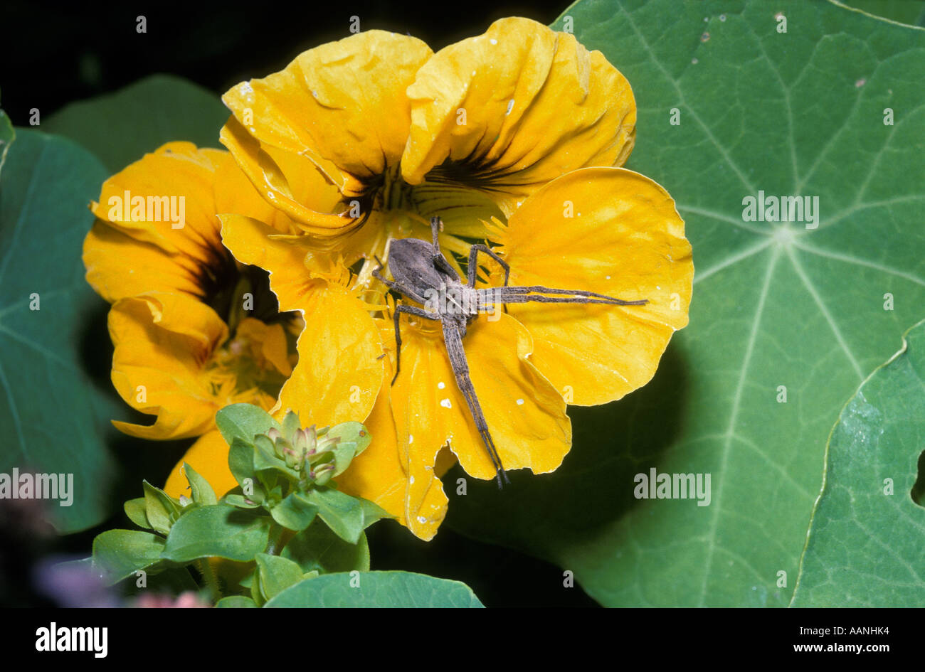 Web / biberon cadeau de mariage femme araignée Pisauridae Pisaura mirabilis elle-même au soleil dans un jardin de fleurs de capucines UK Banque D'Images