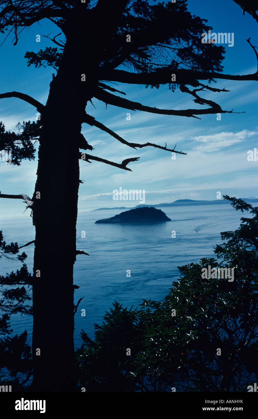 Silhouette d'arbre en direction nord depuis la col Deception, Whidbey Island, État de Washington, USA Banque D'Images