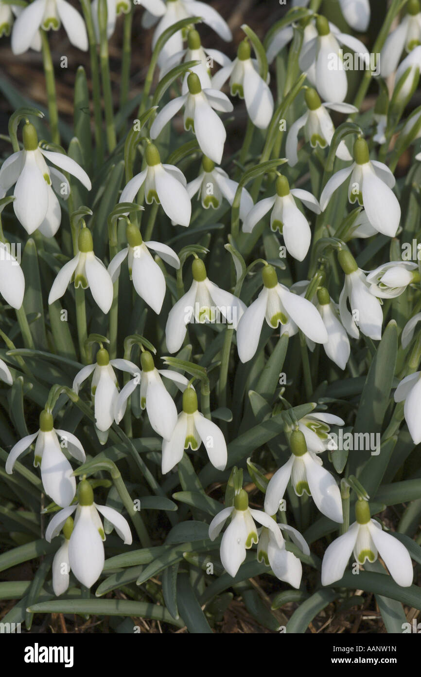 Snowdrop Galanthus nivalis (commune), la floraison, Allemagne Banque D'Images
