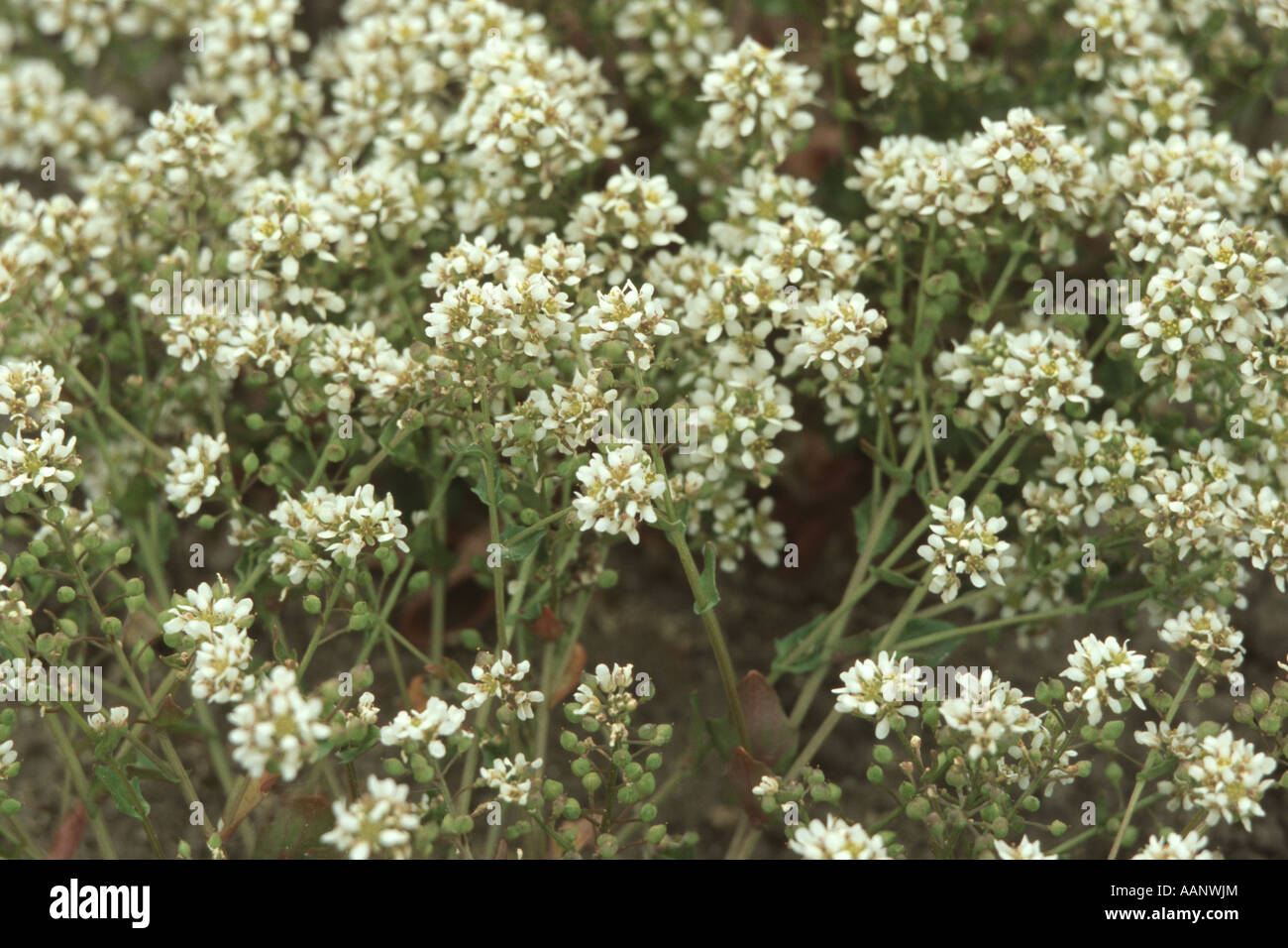 Le scorbut (commune d'herbe Cochlearia officinalis), fleurs Banque D'Images