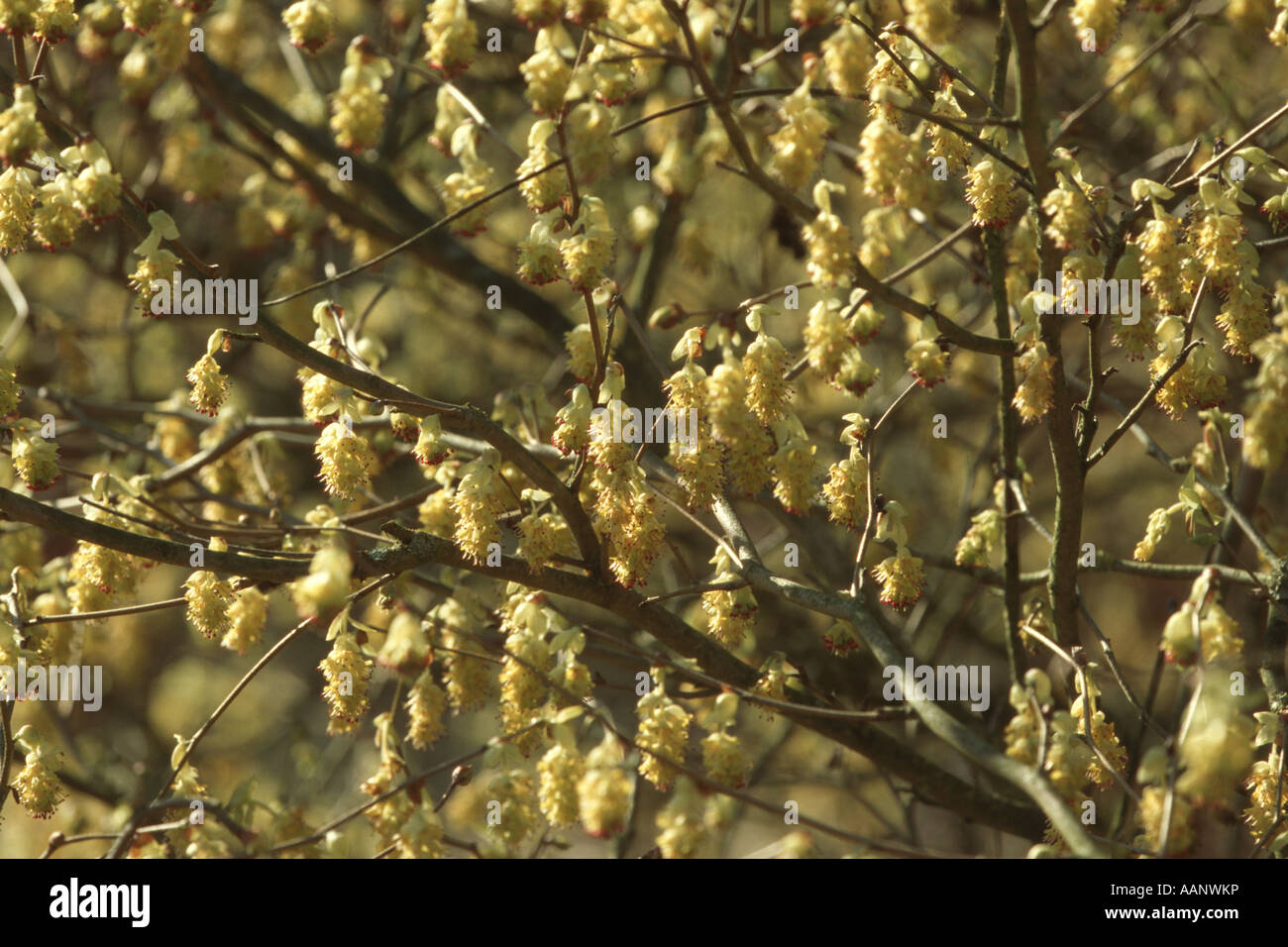 L'hiver pointe Hazel (Corylopsis spicata), inflorescences Banque D'Images