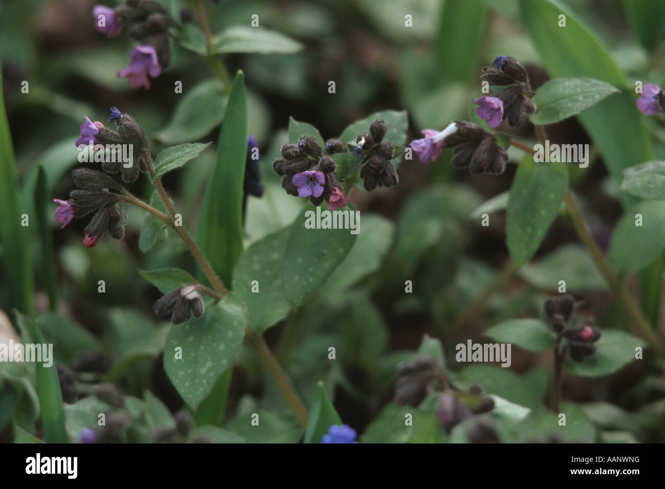 Pulmonaire officinale (Pulmonaria obscura sombre), inflorescences Banque D'Images